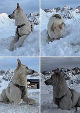 Donne berger des Pyrénées mâle 2 ans - Gironde