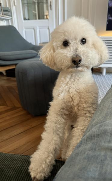 Donne Oscar, caniche toy mâle castré 7 ans - Paris