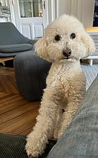 Donne Oscar, caniche toy mâle castré 7 ans - Paris