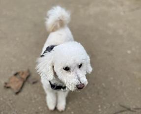 Donne Oscar, caniche toy mâle castré 7 ans - Paris - Photo 2