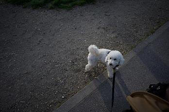 Donne Oscar, caniche toy mâle castré 7 ans - Paris - Photo 3
