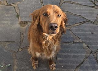 Donne setter irlandais mâle 4 ans - Charente
