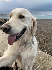 Donne Golden retriever adulte mâle - Seine Saint Denis