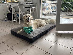 Donne Golden retriever adulte mâle - Seine Saint Denis - Photo 2