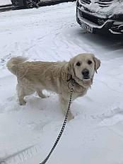 Donne Golden retriever adulte mâle - Seine Saint Denis - Photo 3