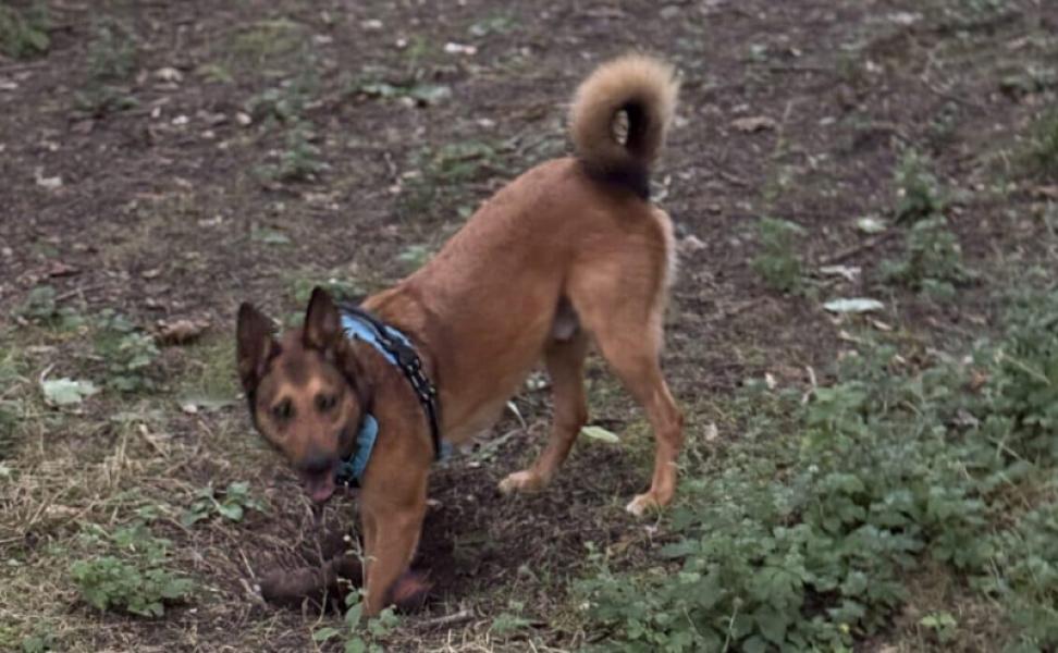 Donne malinois croisé mâle 5 ans - Yvelines