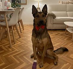 Donne malinois croisé mâle 5 ans - Yvelines - Photo 2
