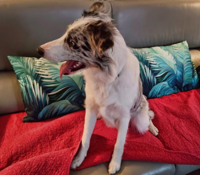 Donne chiot border collie femelle 7 mois - Isère