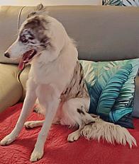 Donne chiot border collie femelle 7 mois - Isère - Photo 2