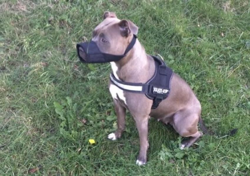 Donne amstaff LOF femelle adulte - Val d'Oise