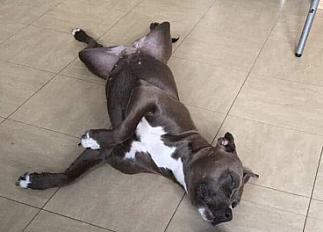 Donne amstaff LOF femelle adulte - Val d'Oise - Photo 2