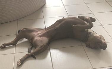 Donne amstaff LOF femelle adulte - Val d'Oise - Photo 3