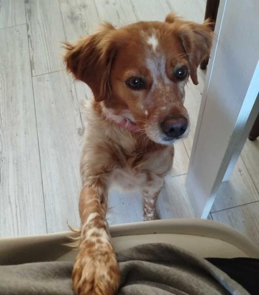 Donne Épagneul Breton femelle 4 ans - Savoie