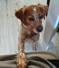 Donne Épagneul Breton femelle 4 ans - Savoie