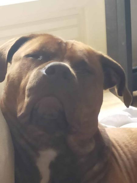 Donne boxer x braque hongrois mâle 3 ans - Yonne