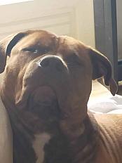 Donne boxer x braque hongrois mâle 3 ans - Yonne