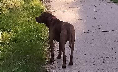 Donne boxer x braque hongrois mâle 3 ans - Yonne - Photo 2