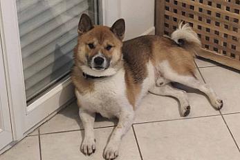 Donne jeune shiba mâle 2 ans - Ille et Vilaine