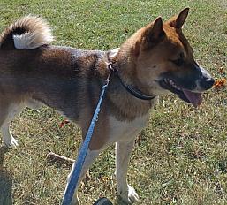 Donne jeune shiba mâle 2 ans - Ille et Vilaine - Photo 2