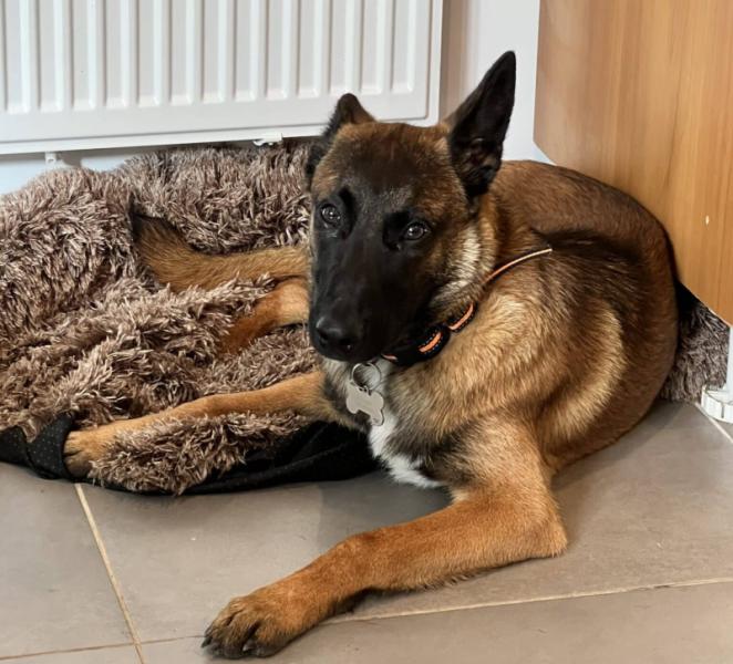Donne Malinois mâle 9 mois, profil travail - Vendée