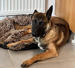 Donne Malinois mâle 9 mois, profil travail - Vendée