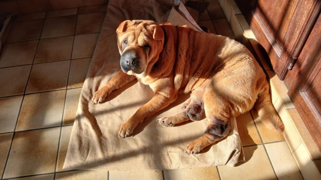 Donne Roxy Sharpei femelle stérilisée 6 ans- Sarthe