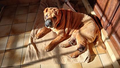 Donne Roxy Sharpei femelle stérilisée 6 ans- Sarthe