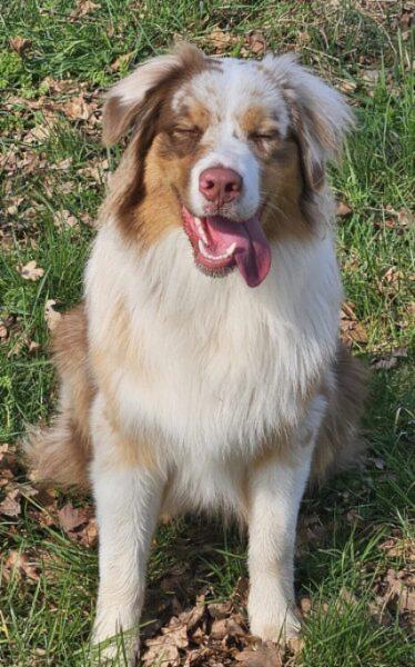 Donne Berger Australien mâle 9 mois - Haut Rhin