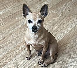 Donne Lizy chihuahua x pinscher nain femelle adulte - Val d'Oise