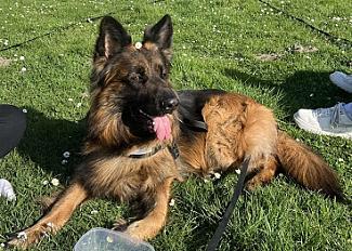 Donne berger allemand mâle 6 ans - Nord