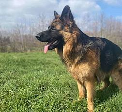 Donne berger allemand mâle 6 ans - Nord - Photo 2