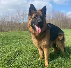 Donne berger allemand mâle 6 ans - Nord - Photo 3