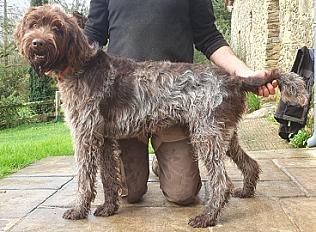 Donne magnifique Griffon Korthals mâle 17 mois - Deux Sèvre