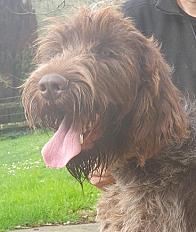 Donne magnifique Griffon Korthals mâle 17 mois - Deux Sèvre - Photo 2