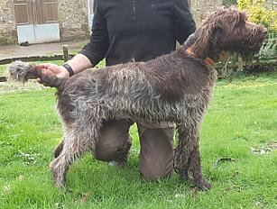 Donne magnifique Griffon Korthals mâle 17 mois - Deux Sèvre - Photo 3
