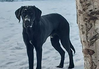 Donne labrador mâle 1 an - Yvelines