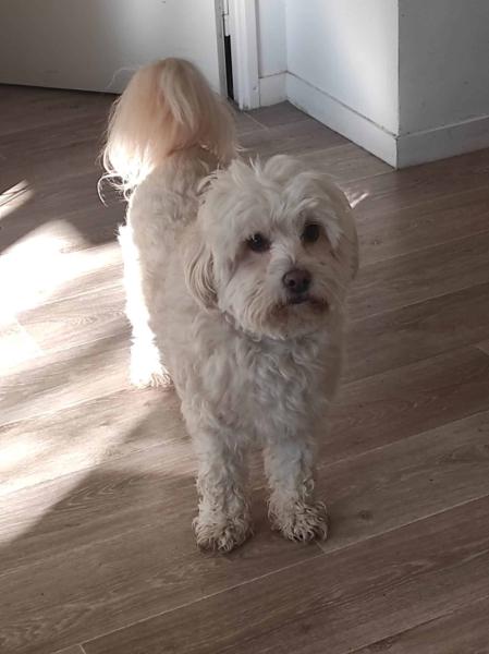Donne bichon maltais mâle 4 ans - Seine et Marne