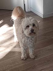 Donne bichon maltais mâle 4 ans - Seine et Marne