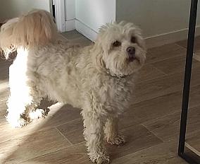 Donne bichon maltais mâle 4 ans - Seine et Marne - Photo 2