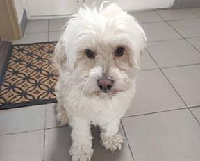 Donne bichon maltais mâle 4 ans - Seine et Marne - Photo 3