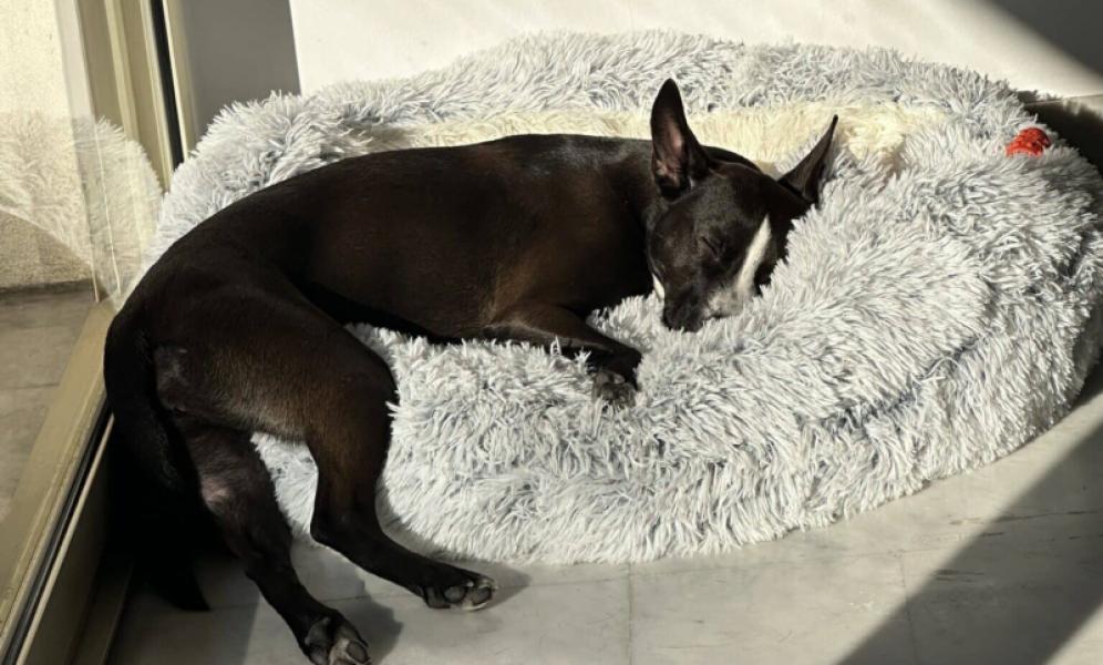 Donne Vanille Berger Créole x staffie femelle 3 ans - Alpes Maritimes