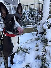 Donne Vanille Berger Créole x staffie femelle 3 ans - Alpes Maritimes - Photo 2