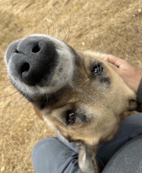 Aslan : La noblesse du Berger d’Anatolie cherche son nouveau royaume 5 ans - Creuse