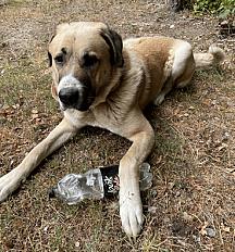 Aslan : La noblesse du Berger d’Anatolie cherche son nouveau royaume 5 ans - Creuse - Photo 2