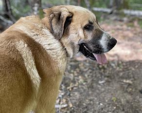 Aslan : La noblesse du Berger d’Anatolie cherche son nouveau royaume 5 ans - Creuse - Photo 3