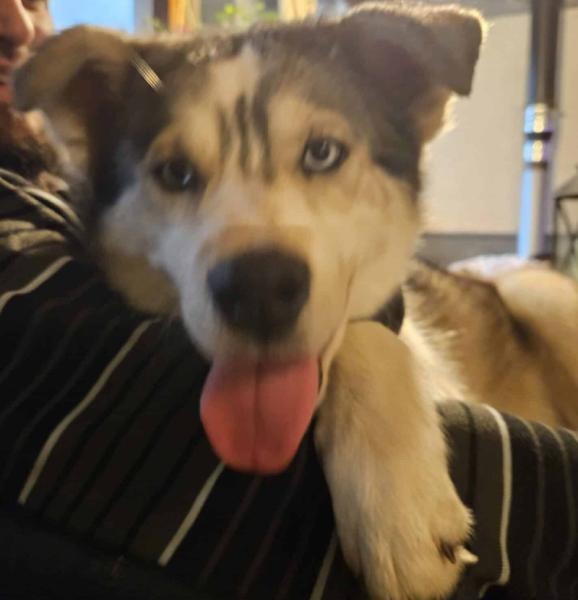 Donne Husky de Sibérie femelle 8 ans - Gard