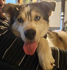 Donne Husky de Sibérie femelle 8 ans - Gard