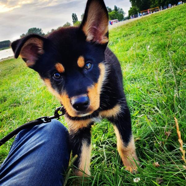 Donne Beauceron croisé husky mâle 5 ans - Calvados