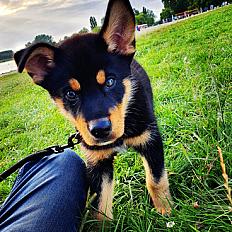 Donne Beauceron croisé husky mâle 5 ans - Calvados