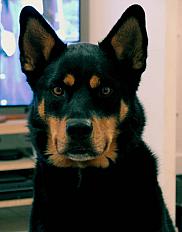 Donne Beauceron croisé husky mâle 5 ans - Calvados - Photo 2